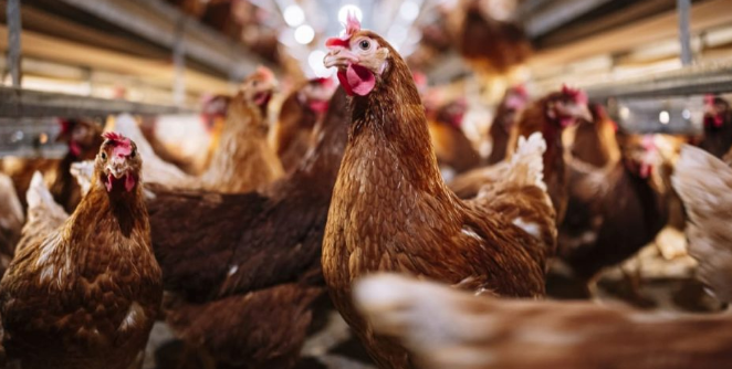 Inteligjenca artificiale po ”përkthen” edhe gjuhën e shpendëve