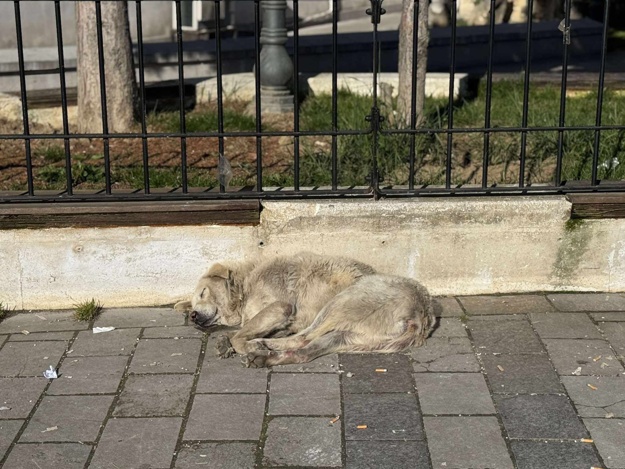 Qentë endacakë pushtojnë qytetin e Pejës