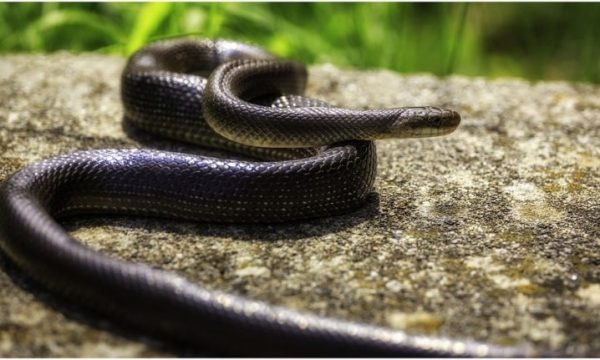 Arrestohet një indian në aeroportin e Mumbait, kishte 47 gjarpërinj helmues në çantë