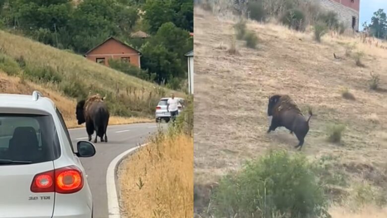 E pazakontë, bizoni shfaqet rrugëve të një fshati të Prishtinës