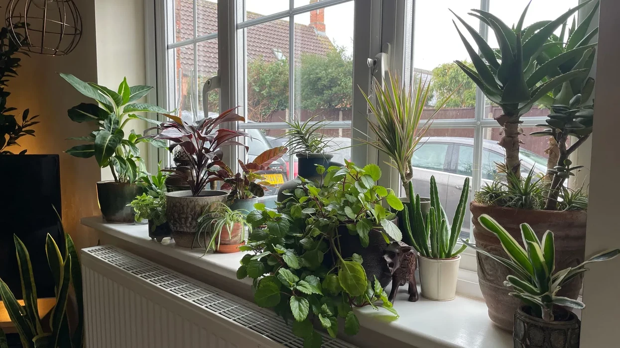 Harroni gjethet e thata: 5 bimë shtëpie që lulëzojnë edhe pranë radiatorëve