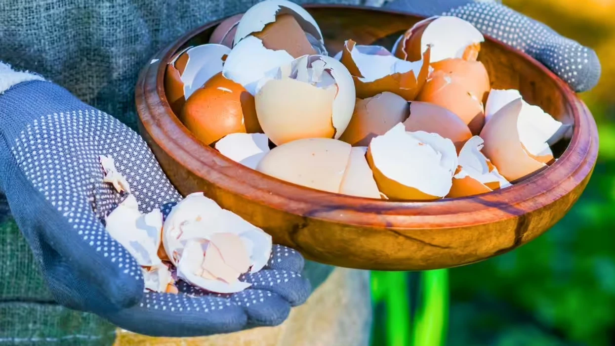 Pse duhet të vendosni lëvozhga të vezëve tek të mbjellat e juaja