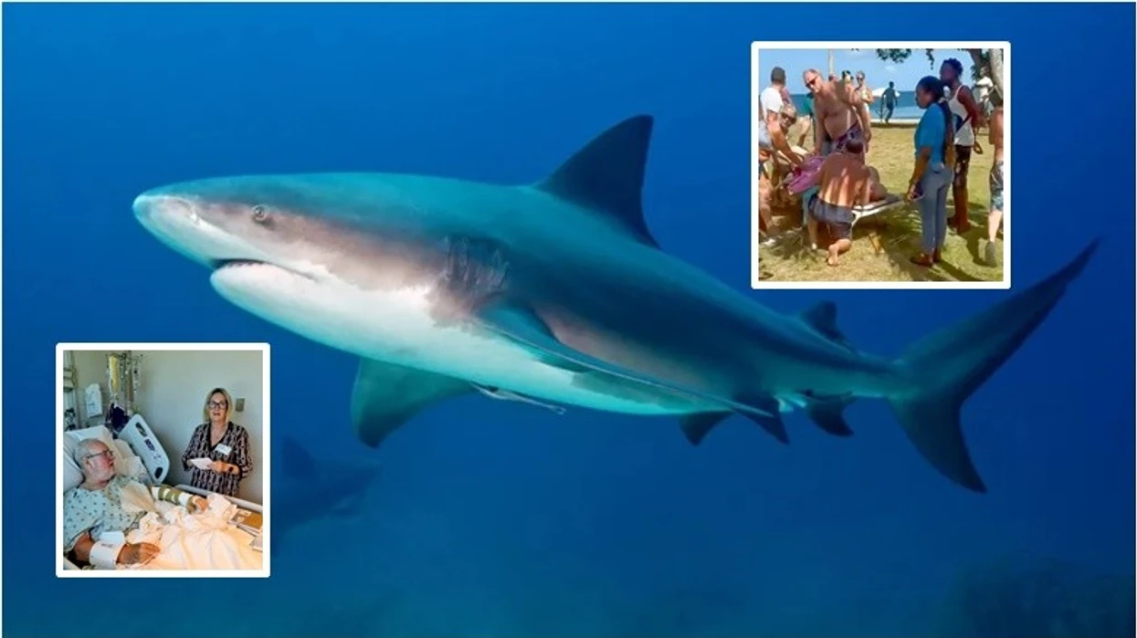 ‘Nuk kam goditur kurrë diçka kaq fort’: Britaniku rrëfen momentin kur u sulmua nga një peshkaqen