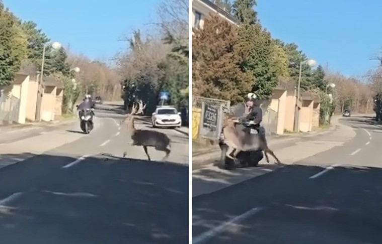 Aksident i pazakontë në Zagreb: Motoçiklisti përplaset me drerin