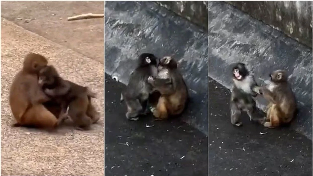 Dikur ‘majmuni i vetmuar’, tanimë duket se ka gjetur lumturinë e tij – është ‘kapur duke u puthur me shoqen e tij’