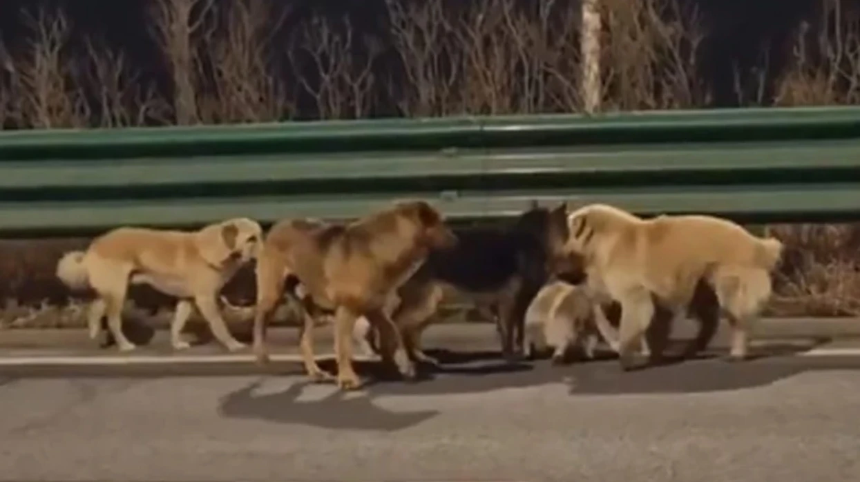 “Shtatë qentë e vjedhur që u arratisen dhe u kthyen në shtëpi” – mrekulli apo një histori e sajuar?