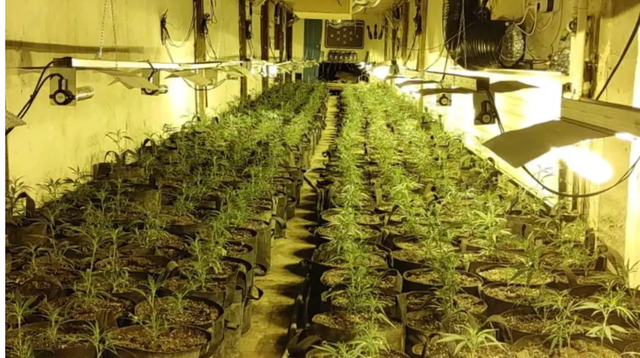 Laboratori i drogës në Pejë, i kyçur ilegalisht në rrjetin elektrik