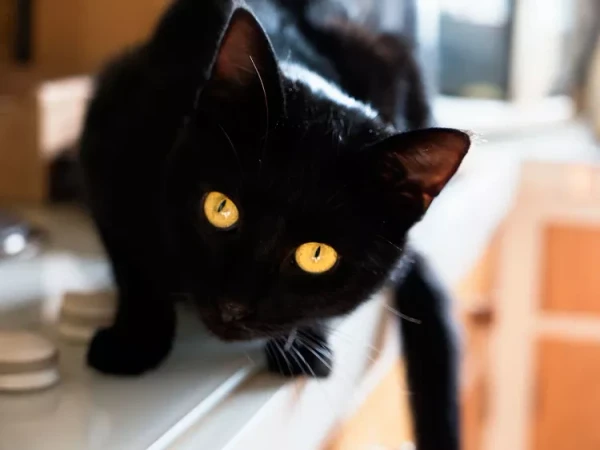 Të gjithë mendojnë se macet e zeza sjellin fat të keq – këto 13 fakte tregojnë të kundërtën